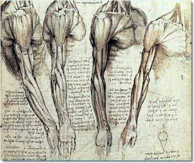 Da Vinci: Muscles of the neck and arm